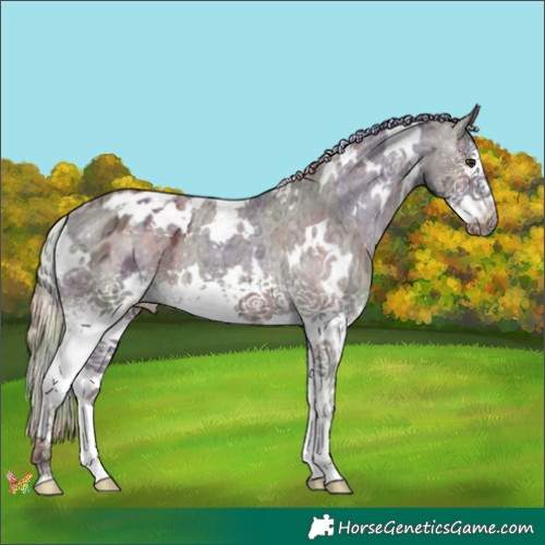 Horse Color:Nacre White Spotted Chocolate Palomino Ice Appaloosa 
