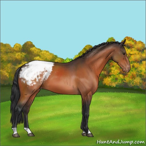Horse Color:Brown Appaloosa 