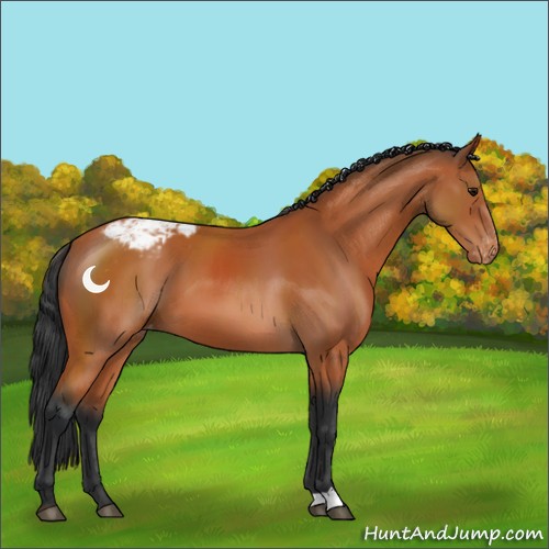 Horse Color:Bay Appaloosa 