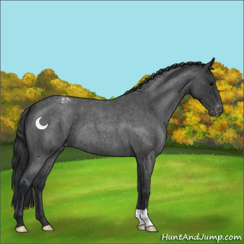Horse Color:Blue Roan Appaloosa 