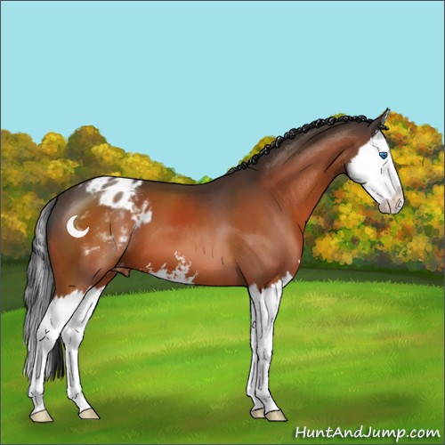 Horse Color:Brown Sabino Splash Appaloosa 