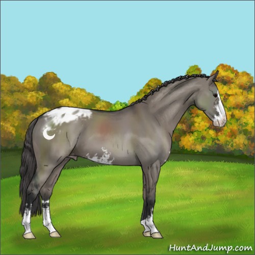 Horse Color:Grullo Sabino Appaloosa 