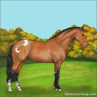 Horse Color:Bay Sabino Appaloosa