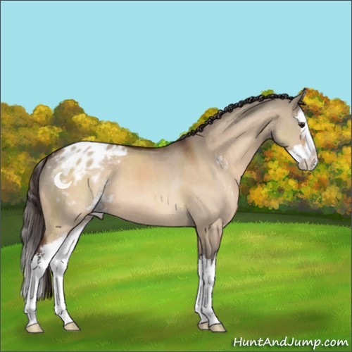 Horse Color:Brown Dun Sabino Splash Appaloosa 