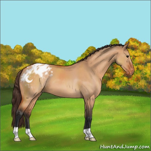 Horse Color:Bay Dun Appaloosa 