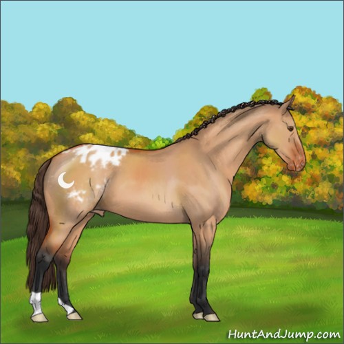 Horse Color:Bay Dun Appaloosa 