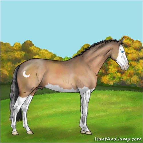 Horse Color:Brown Dun Splash 
