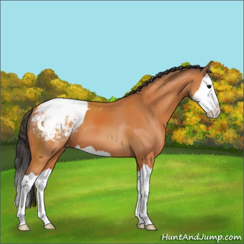 Horse Color:Bay Splash Snowcap 