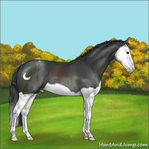 Horse Color:Black Splash Appaloosa 