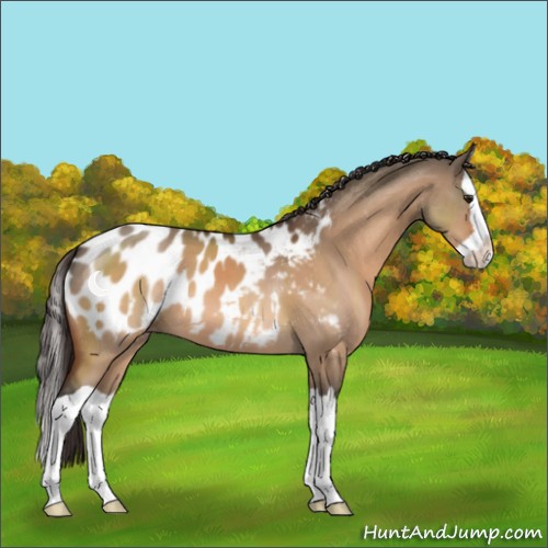 Horse Color:Brown Dun Splash Appaloosa 