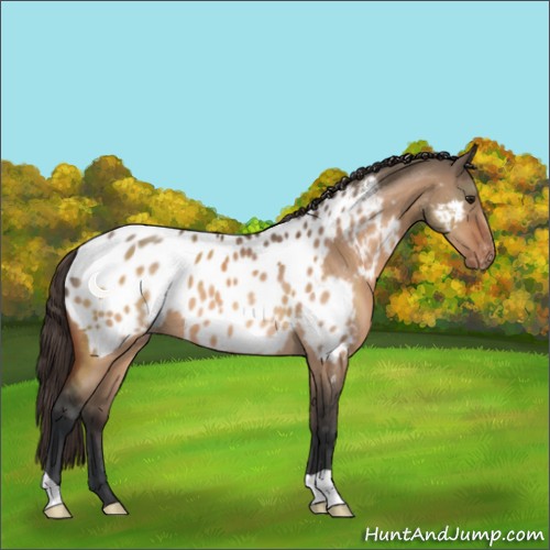 Horse Color:Brown Dun Appaloosa 