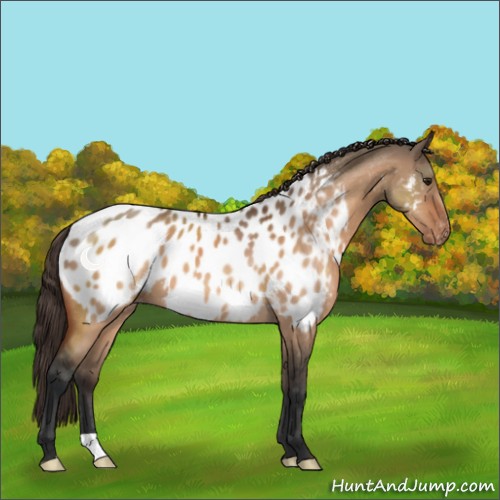 Horse Color:Brown Dun Appaloosa 