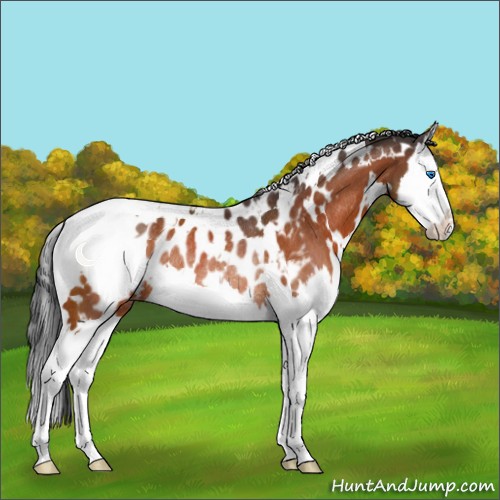 Horse Color:White Spotted Brown Splash Appaloosa Rabicano 