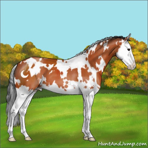Horse Color:White Spotted Bay Splash 