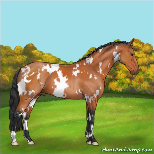Horse Color:White Spotted Bay 