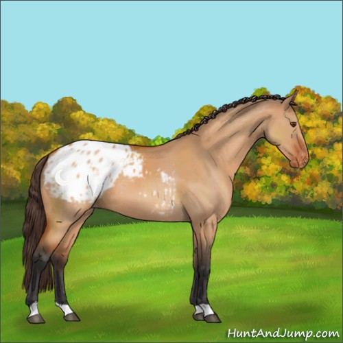 Horse Color:Bay Dun Appaloosa 