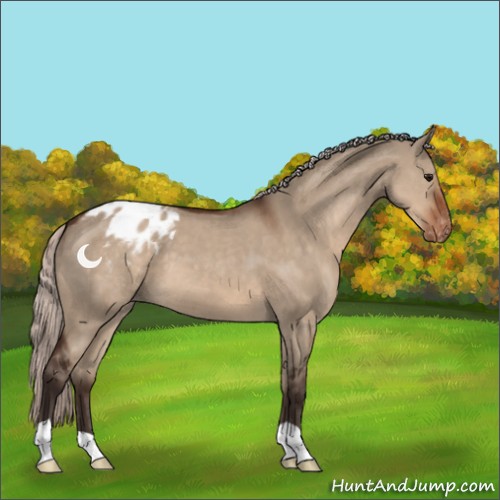 Horse Color:Silver Brown Dun Appaloosa 