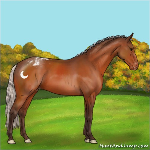Horse Color:Silver Brown Appaloosa 