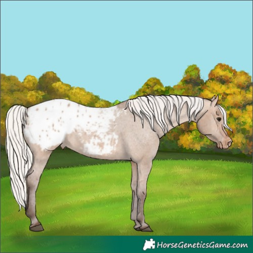Horse Color:Silver Brown Dun Appaloosa 