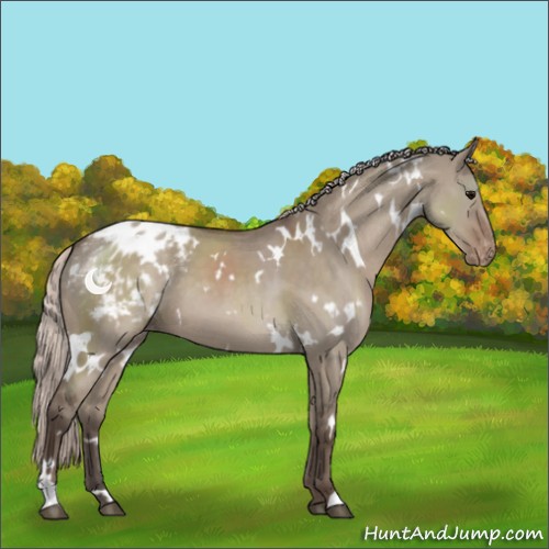 Horse Color:White Spotted Silver Grullo Appaloosa 
