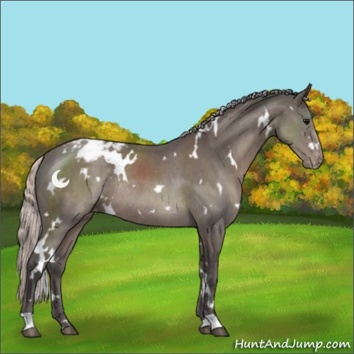 Horse Color:White Spotted Silver Black Appaloosa Rabicano 