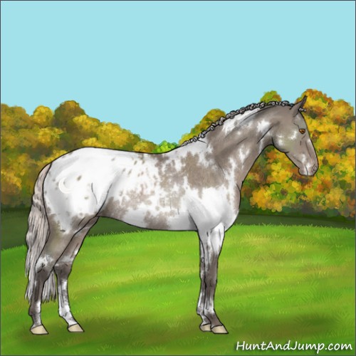 Horse Color:White Spotted Silver Grullo Appaloosa Rabicano 