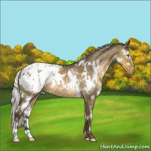 Horse Color:White Spotted Silver Smoky Grullo Appaloosa Rabicano 