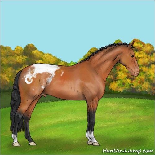 Horse Color:Bay Appaloosa 