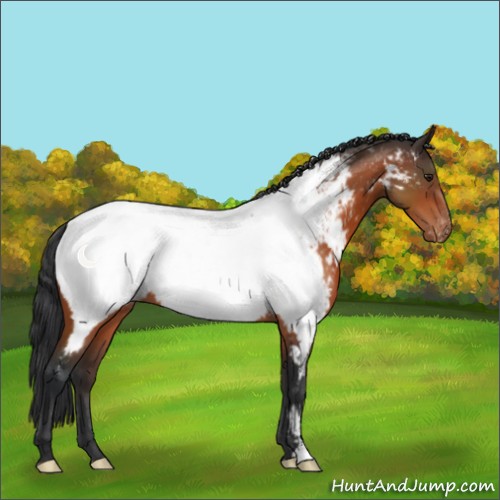 Horse Color:Brown Appaloosa 