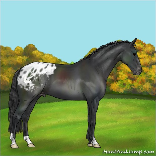 Horse Color:Black Appaloosa 