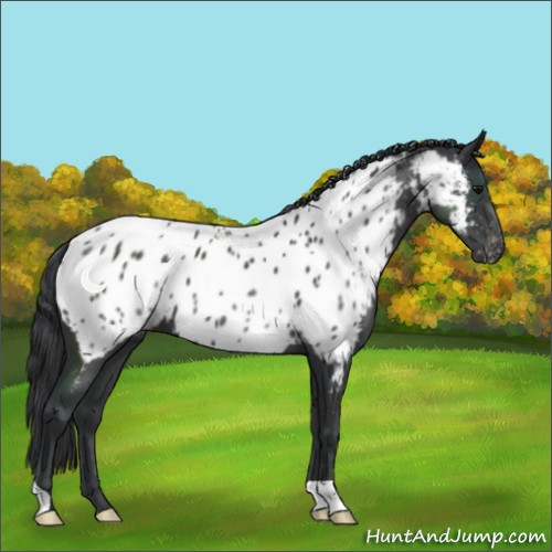 Horse Color:Black Appaloosa 