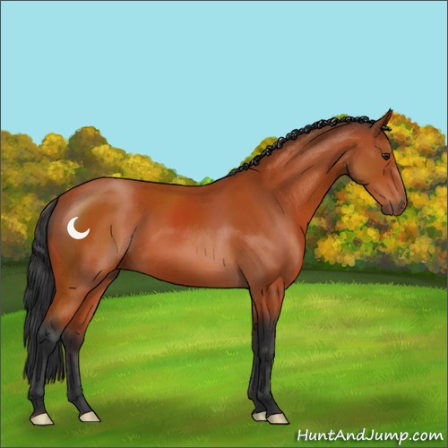 Horse Color:Brown 