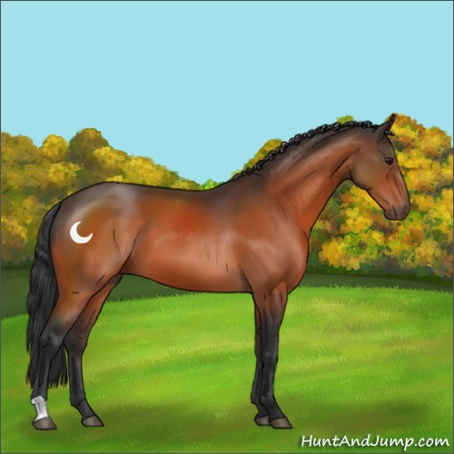 Horse Color:Brown 