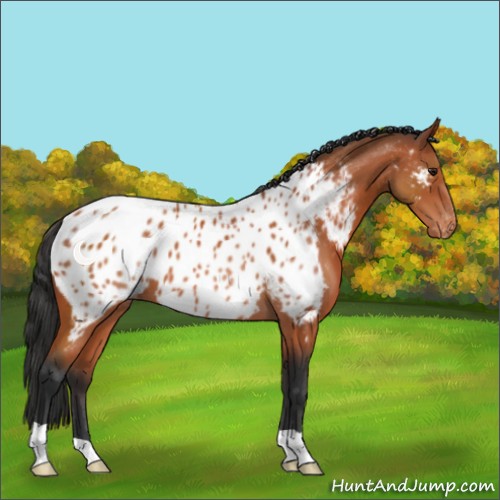 Horse Color:Brown Near Leopard