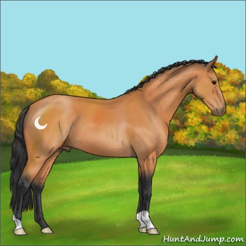 Horse Color:Bay 