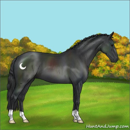 Horse Color:Black 