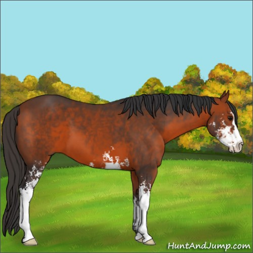 Horse Color:Bay Sabino 