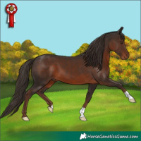 Horse Color:Liver Chestnut 