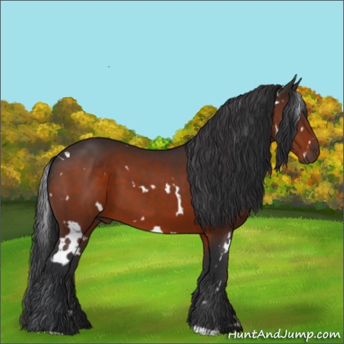 Horse Color:White Spotted Bay 