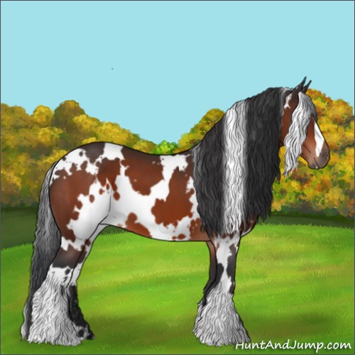 Horse Color:White Spotted Bay 