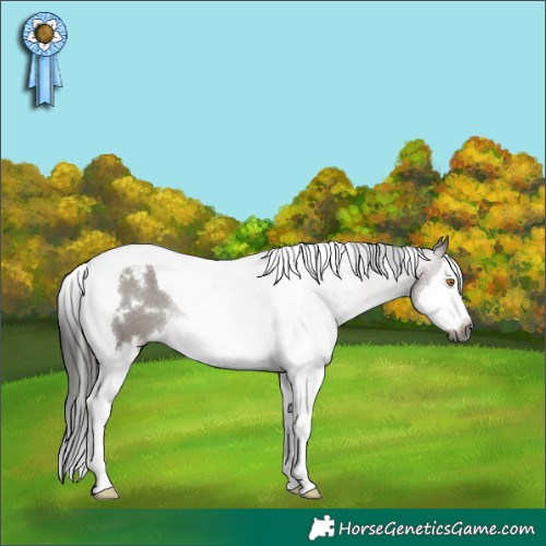 Horse Color:Gray White Spotted Grullo Splash Tobiano Blanket Rabicano