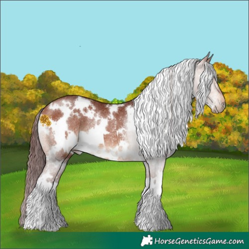 Horse Color:White Spotted Chocolate Bay Rabicano 