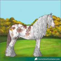 Horse Color:White Spotted Chocolate Bay Rabicano