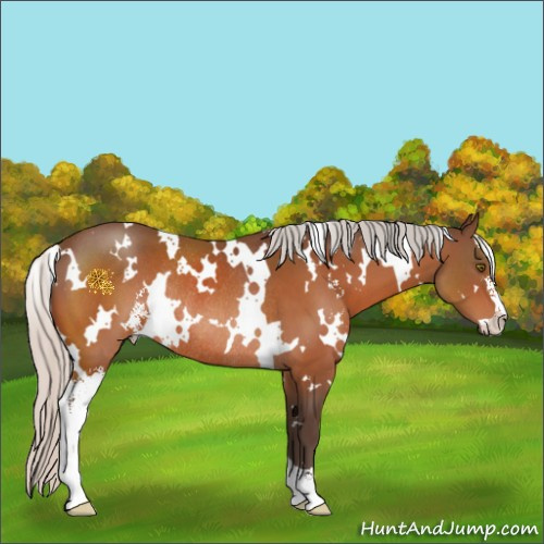 Horse Color:White Spotted Silver Bay Sabino Rabicano 
