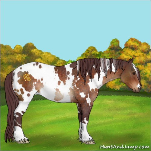 Horse Color:White Spotted Chocolate Brown Rabicano 