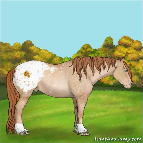 Horse Color:Buckskin Pearl Appaloosa Rabicano 