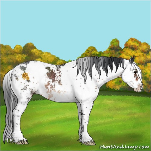 Horse Color:Brown Sabino Rabicano 