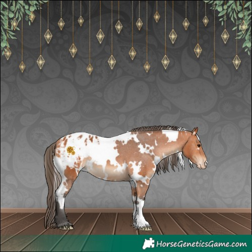 Horse Color:White Spotted Bay Appaloosa 