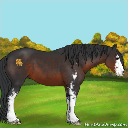 Horse Color:Brown Sabino 