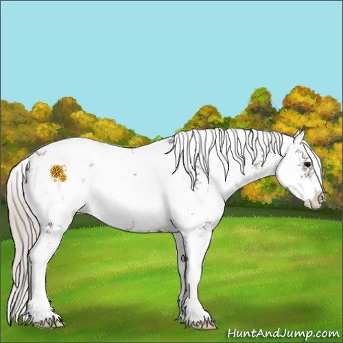 Horse Color:Chocolate Silver Black Sabino Appaloosa Rabicano 